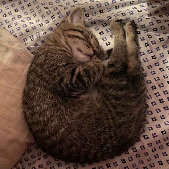 Meet your Posher, Joslyn - Picture 6 of 6